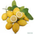 Organic Syracuse Femminello Lemons Primofiore