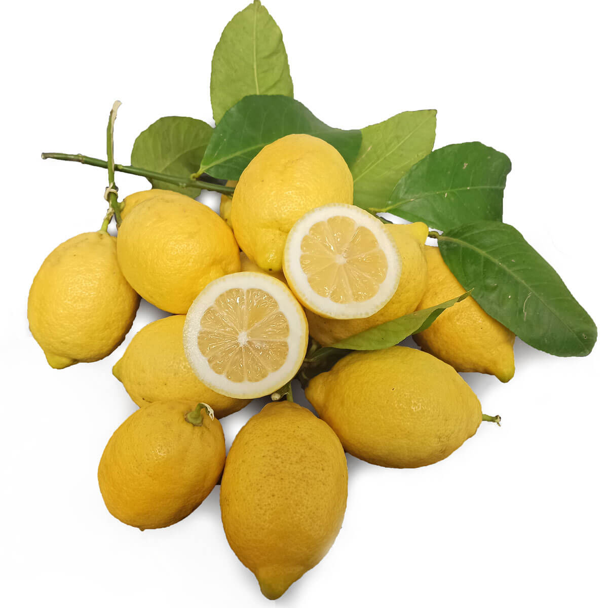 Organic Syracuse Femminello Lemons