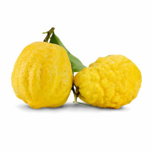 Cedro Bio