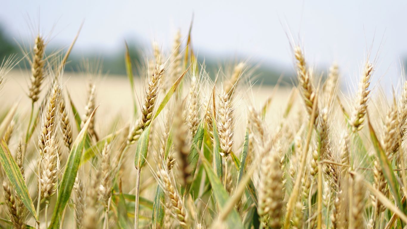 grano di sicilia